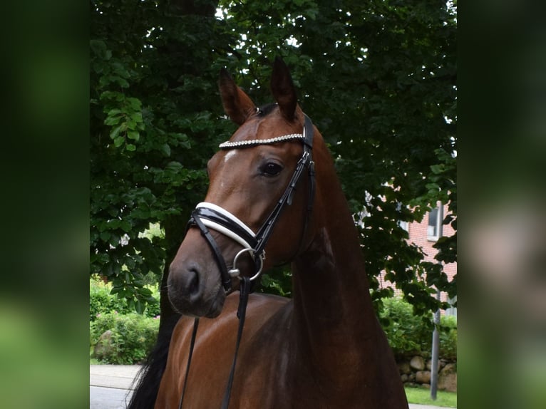 Hanoverian Mare 3 years 15,3 hh Brown in Fredenbeck