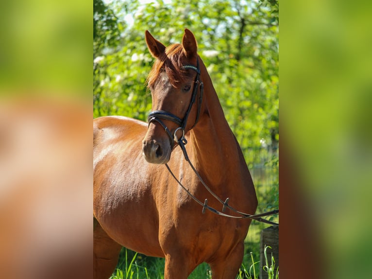 Hanoverian Mare 3 years 15,3 hh Chestnut in Hilden