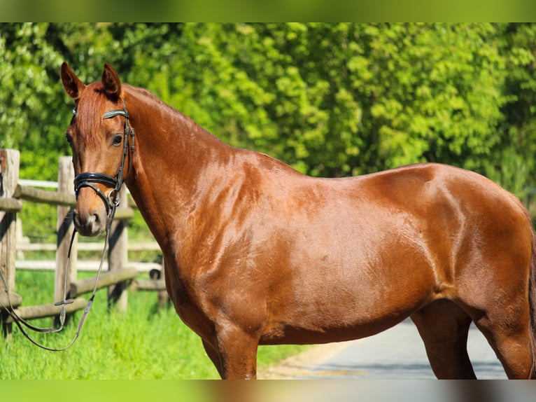 Hanoverian Mare 3 years 15,3 hh Chestnut in Hilden