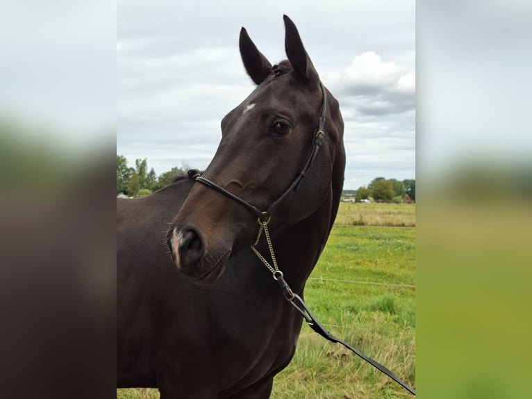 Hanoverian Mix Mare 3 years 15,3 hh Smoky-Black in Schneverdingen