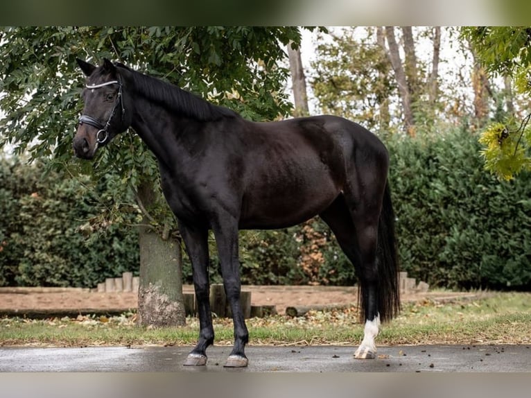 Hanoverian Mare 3 years 15,3 hh Smoky-Black in L&#xFC;chow