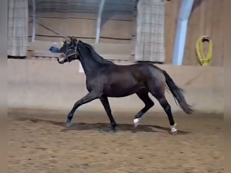 Hanoverian Mare 3 years 16.1 hh Bay-Dark in Basdahl