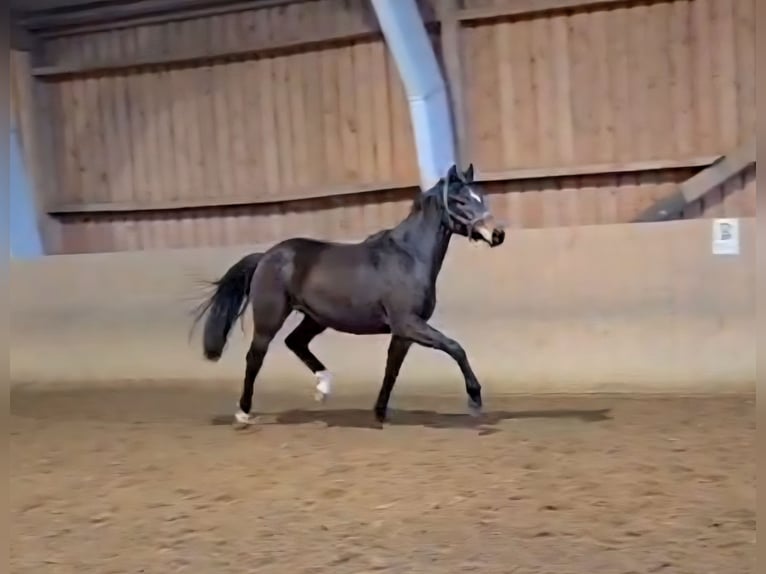 Hanoverian Mare 3 years 16.1 hh Bay-Dark in Basdahl