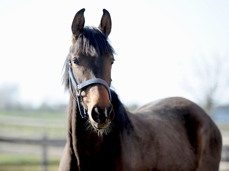 Hanoverian Mare 3 years 16.1 hh Bay-Dark in Isernhagen