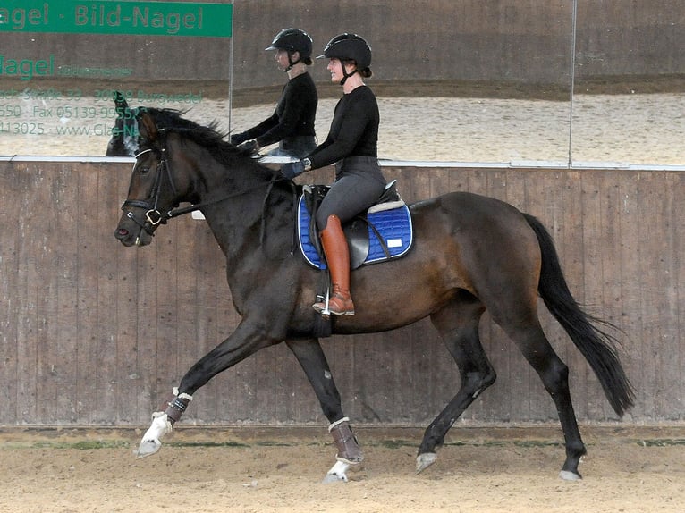 Hanoverian Mare 3 years 16.1 hh Bay-Dark in Isernhagen