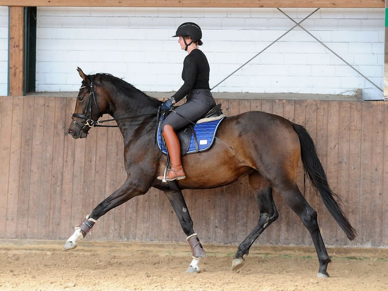 Hanoverian Mare 3 years 16.1 hh Bay-Dark in Isernhagen