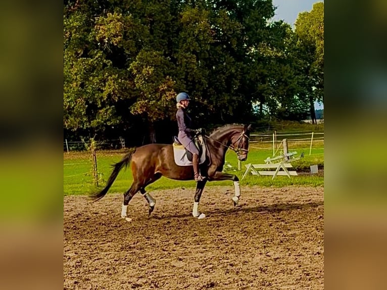 Hanoverian Mare 3 years 16,1 hh Bay-Dark in Kirchlinteln