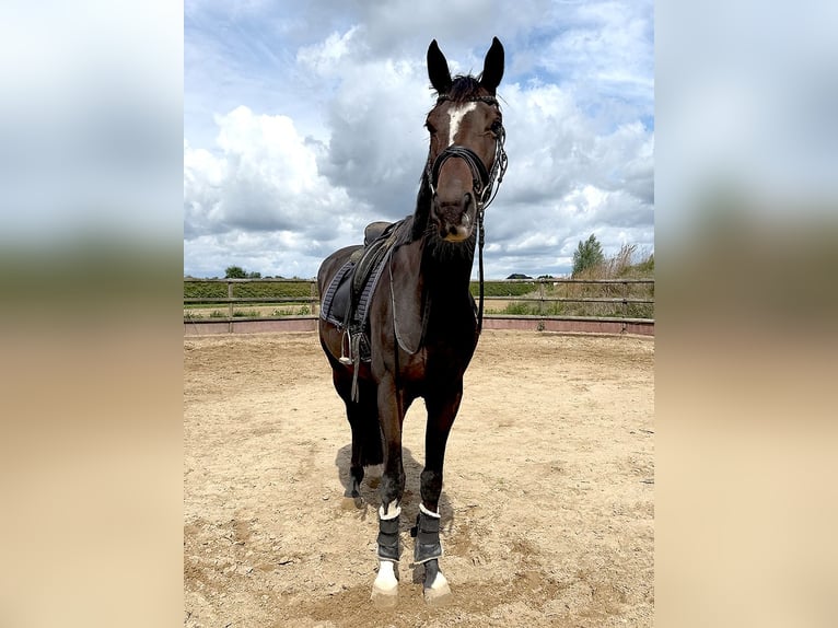 Hanoverian Mare 3 years 16,1 hh Bay-Dark in Isernhagen