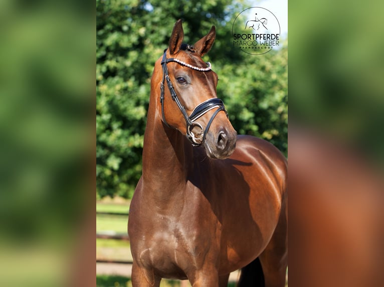 Hanoverian Mare 3 years 16,1 hh Bay-Dark in Walsrode