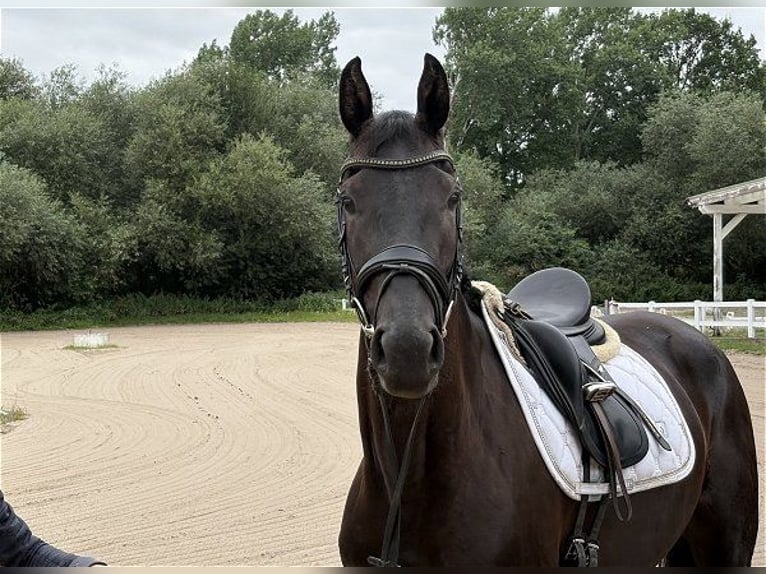 Hanoverian Mare 3 years 16.1 hh Black in Verden (Aller)