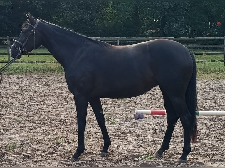 Hanoverian Mare 3 years 16.1 hh Black in Vollersode