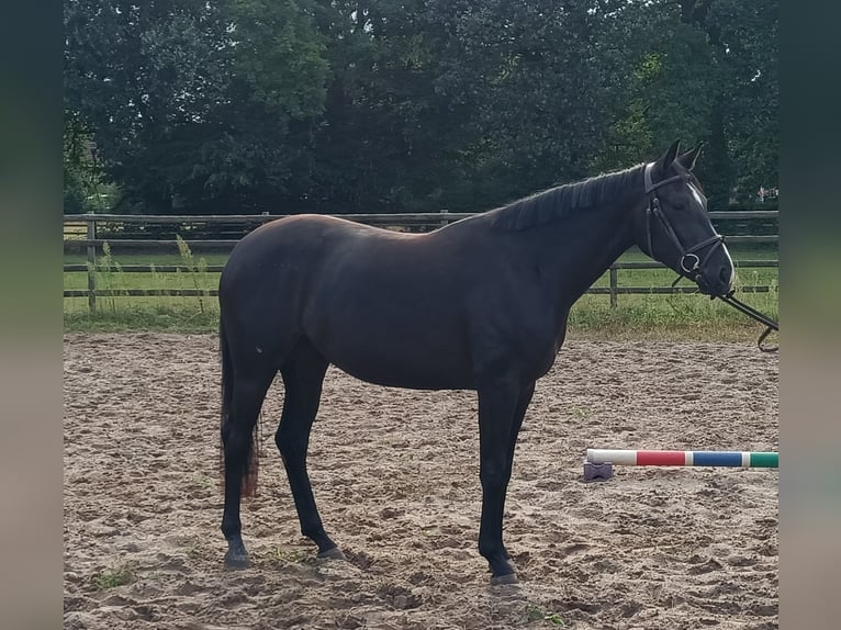 Hanoverian Mare 3 years 16.1 hh Black in Vollersode