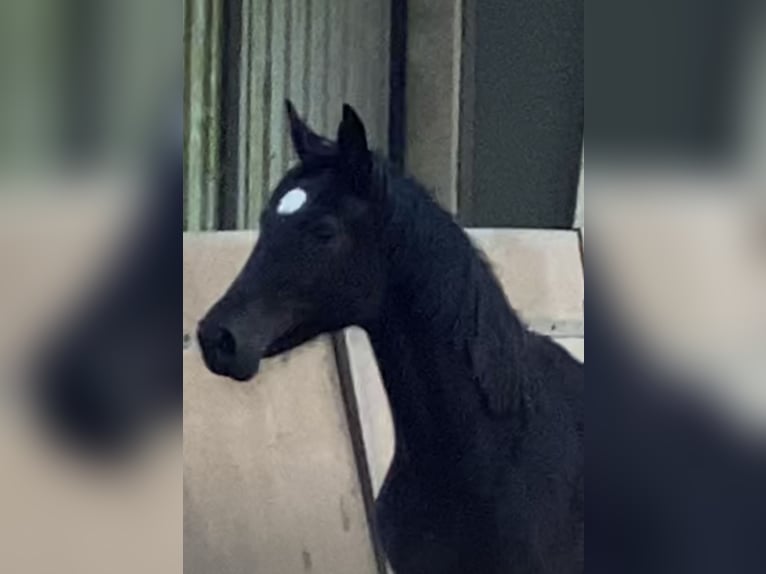 Hanoverian Mare 3 years 16.1 hh Black in Achim