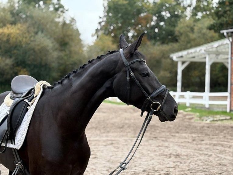 Hanoverian Mare 3 years 16,1 hh Black in Verden (Aller)