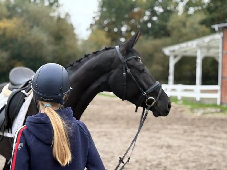 Hanoverian Mare 3 years 16,1 hh Black in Verden (Aller)