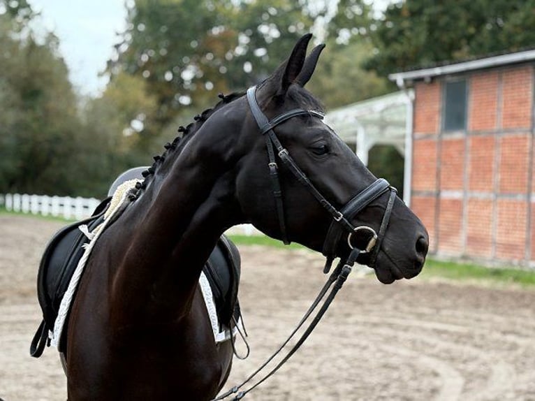 Hanoverian Mare 3 years 16,1 hh Black in Verden (Aller)