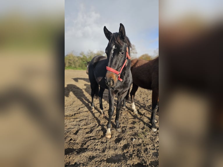 Hanoverian Mare 3 years 16,1 hh Black in Moers