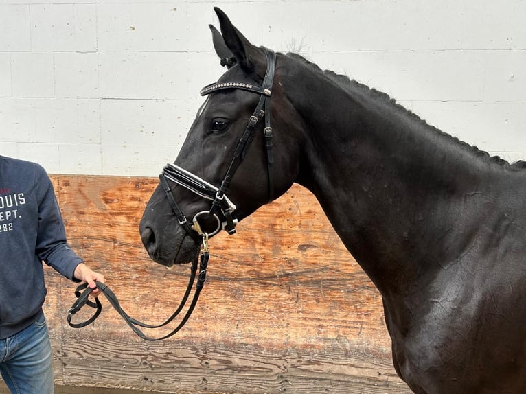 Hanoverian Mare 3 years 16,1 hh Black in Verden (Aller)