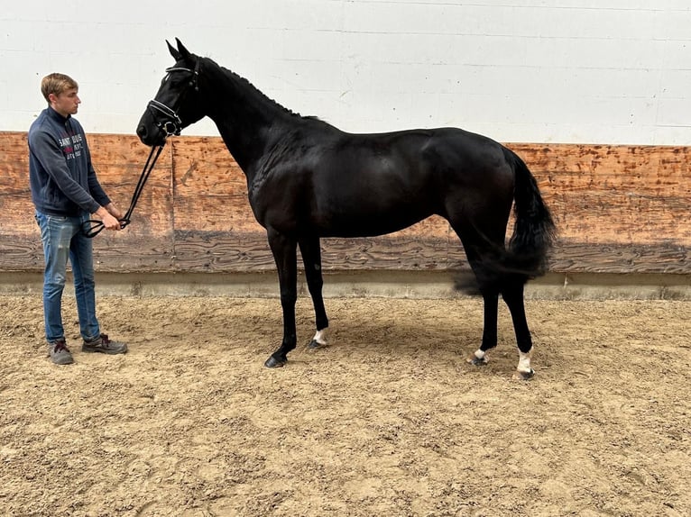 Hanoverian Mare 3 years 16,1 hh Black in Verden (Aller)