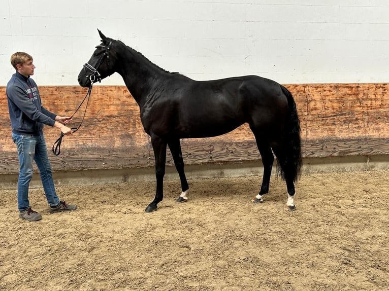 Hanoverian Mare 3 years 16,1 hh Black in Verden (Aller)