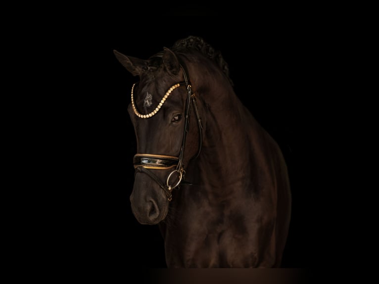 Hanoverian Mare 3 years 16.1 hh Black in Wehringen