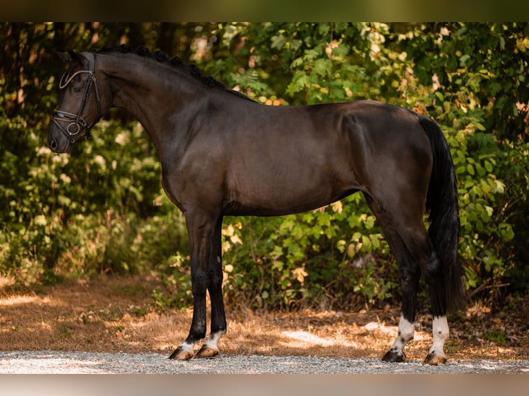 Hanoverian Mare 3 years 16.1 hh Black in Wehringen