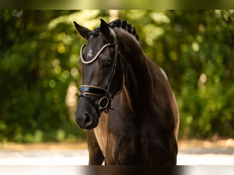 Hanoverian Mare 3 years 16.1 hh Black in Wehringen