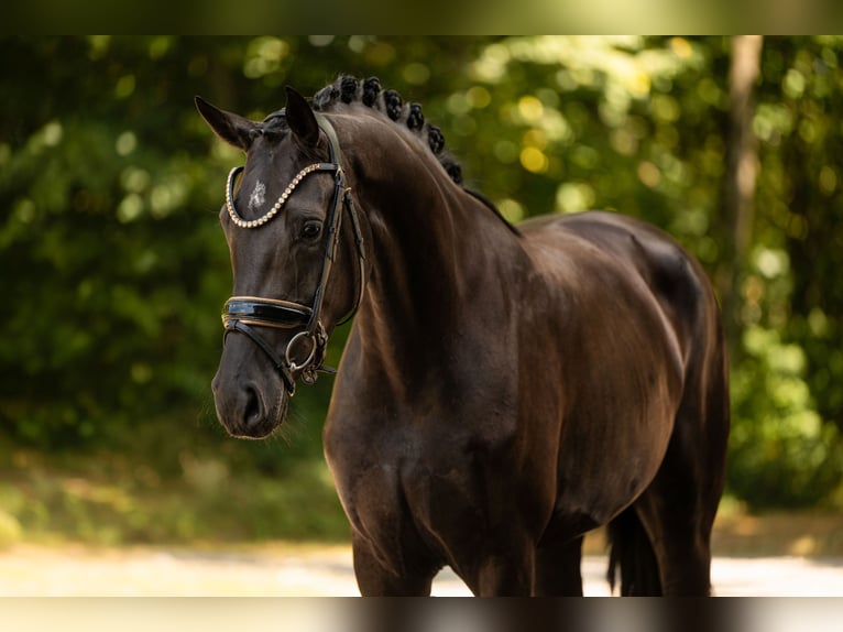 Hanoverian Mare 3 years 16.1 hh Black in Wehringen