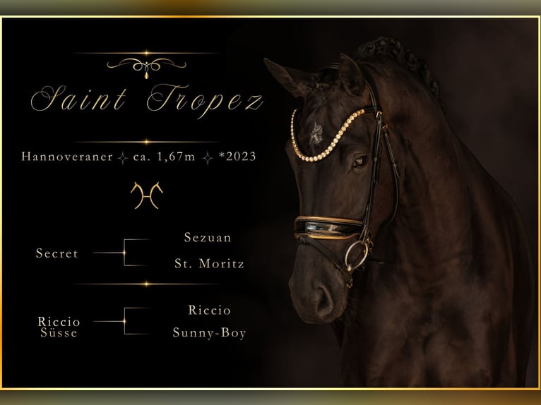 Hanoverian Mare 3 years 16.1 hh Black in Wehringen