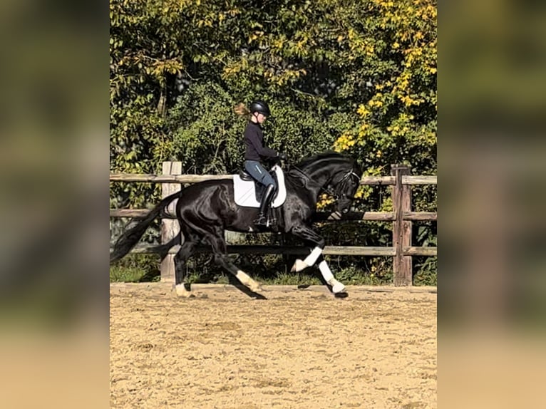 Hanoverian Mare 3 years 16,1 hh Black in Marxen