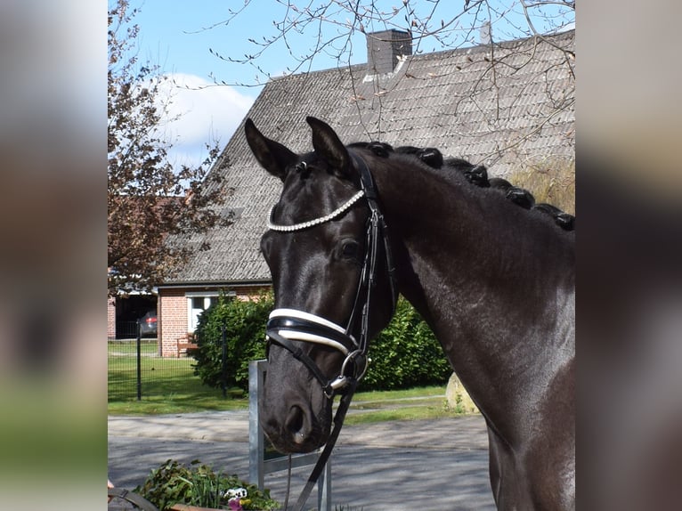 Hanoverian Mare 3 years 16.1 hh Black in Fredenbeck