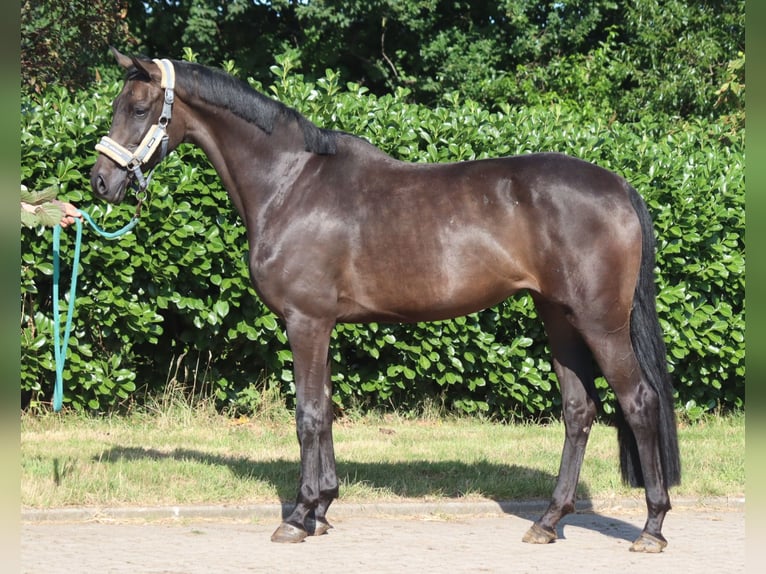 Hanoverian Mare 3 years 16.1 hh Black in Selsingen