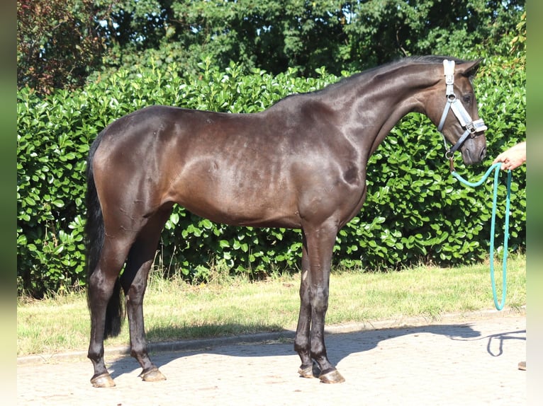 Hanoverian Mare 3 years 16.1 hh Black in Selsingen