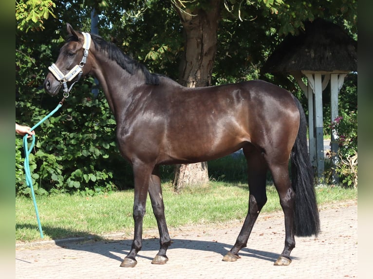 Hanoverian Mare 3 years 16.1 hh Black in Selsingen