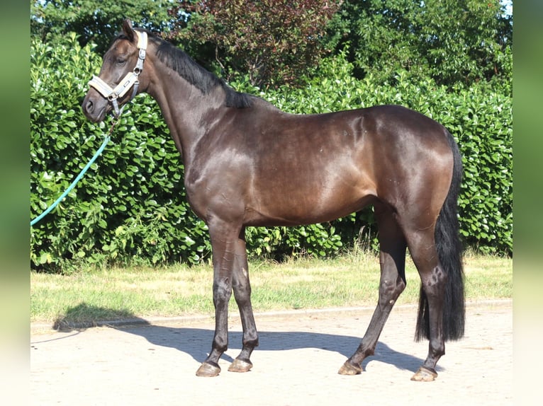 Hanoverian Mare 3 years 16.1 hh Black in Selsingen