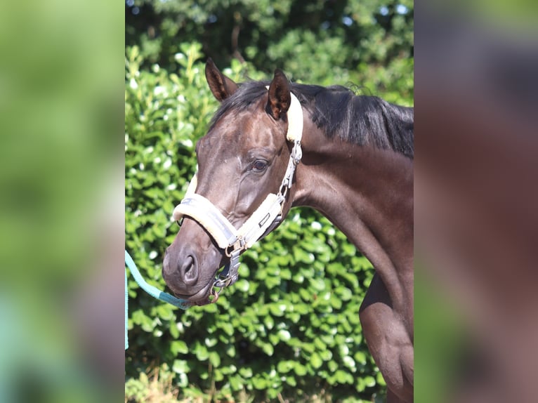 Hanoverian Mare 3 years 16.1 hh Black in Selsingen
