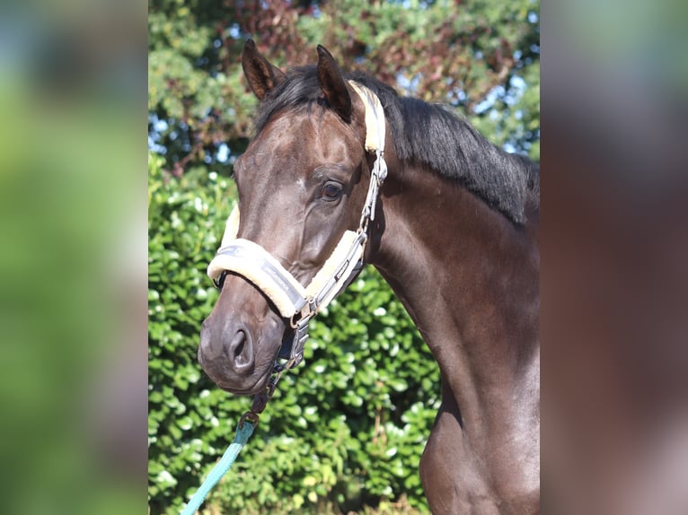 Hanoverian Mare 3 years 16.1 hh Black in Selsingen