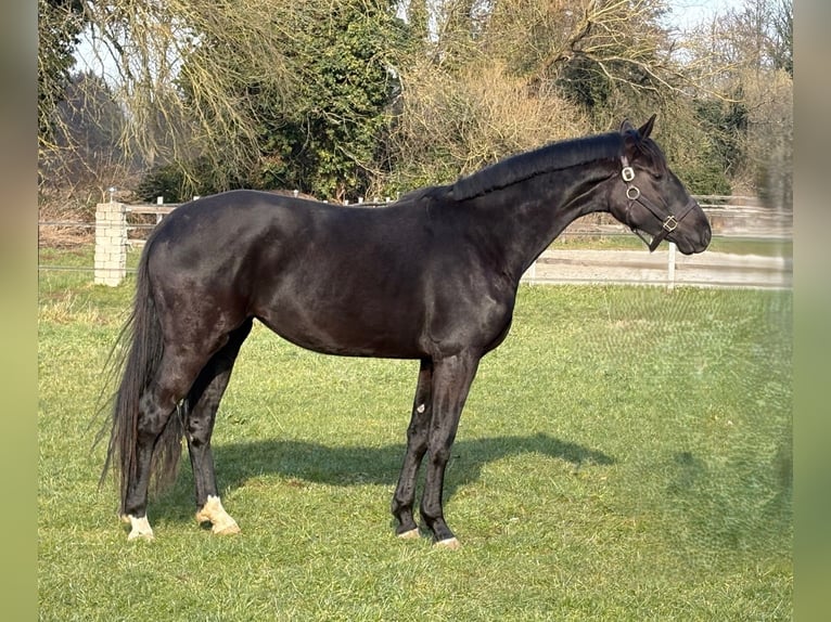 Hanoverian Mare 3 years 16,1 hh Black in Wehretal