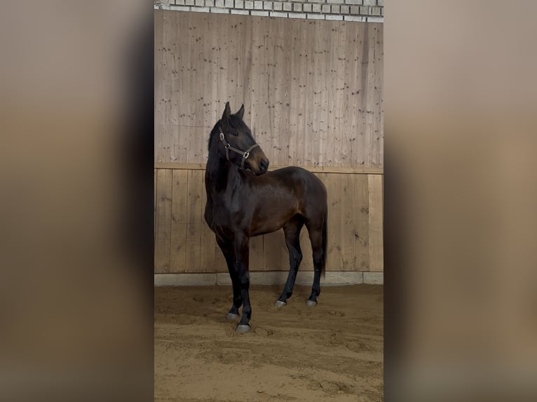 Hanoverian Mare 3 years 16.1 hh Brown in Dachau