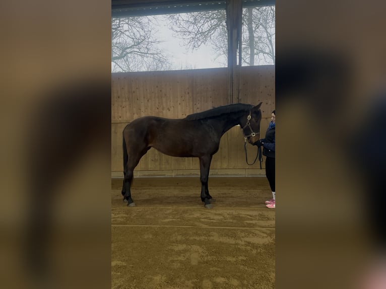 Hanoverian Mare 3 years 16.1 hh Brown in Dachau