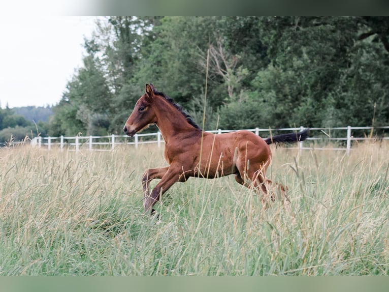 Hanoverian Mare 3 years 16.1 hh Brown in Dachau