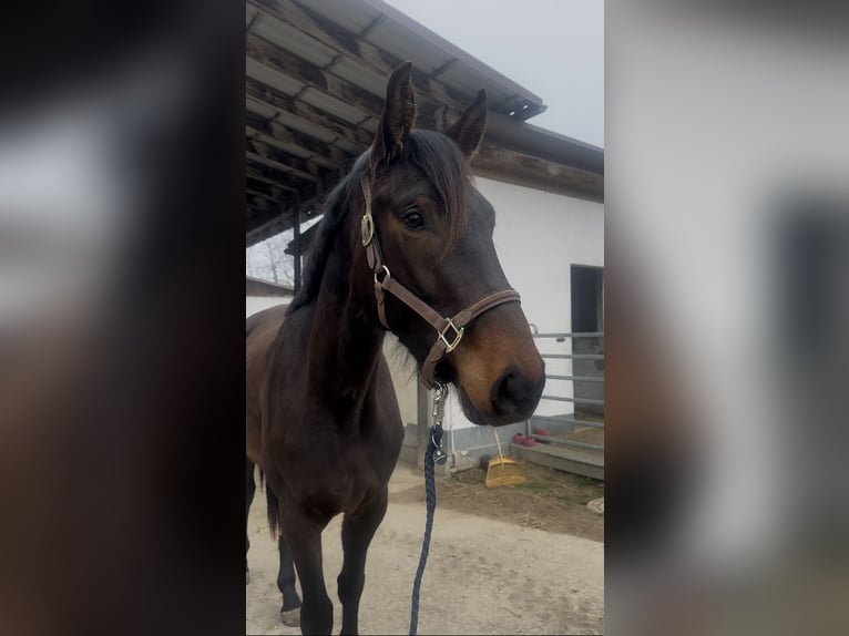 Hanoverian Mare 3 years 16.1 hh Brown in Dachau