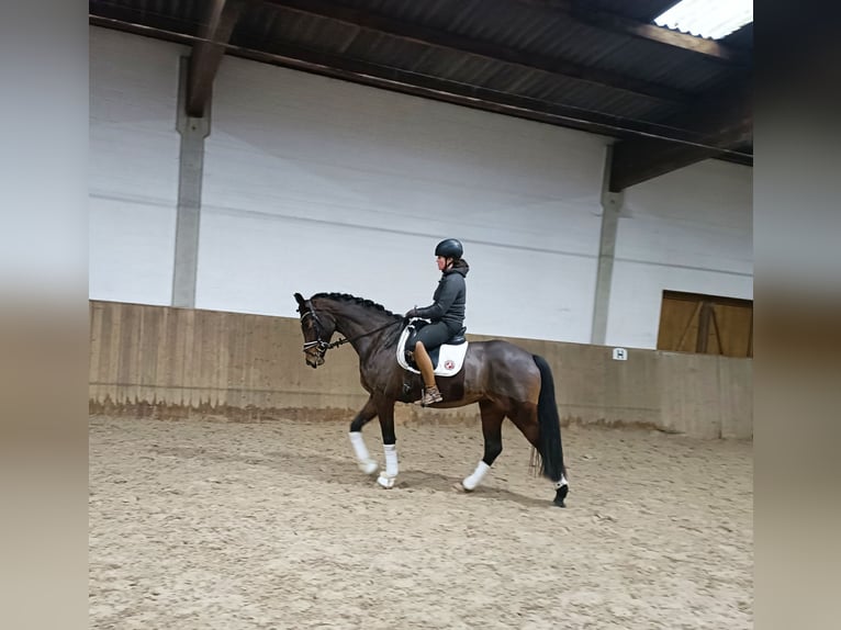 Hanoverian Mare 3 years 16,1 hh Brown in Barenburg