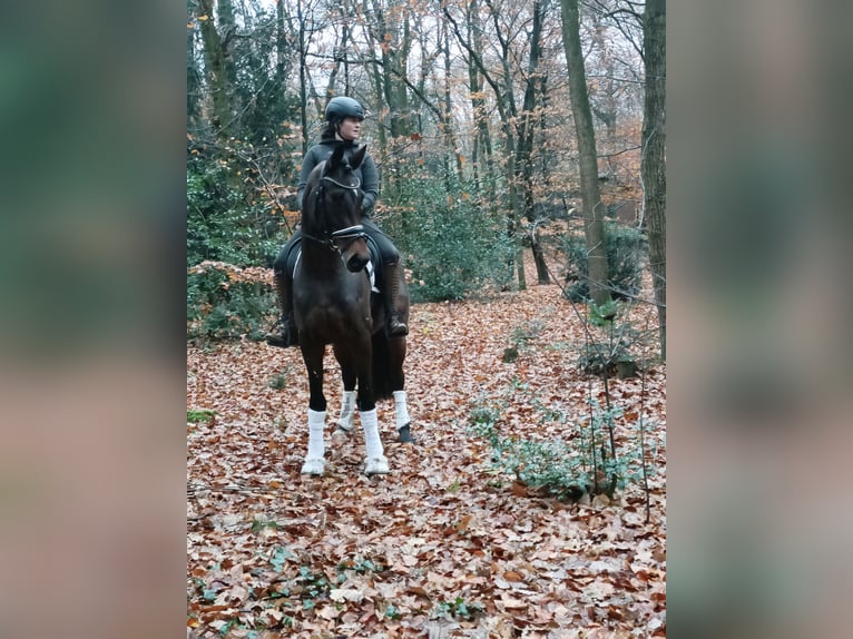 Hanoverian Mare 3 years 16,1 hh Brown in Barenburg