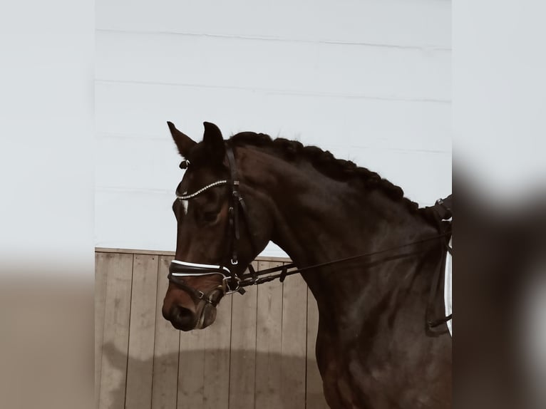 Hanoverian Mare 3 years 16,1 hh Brown in Barenburg