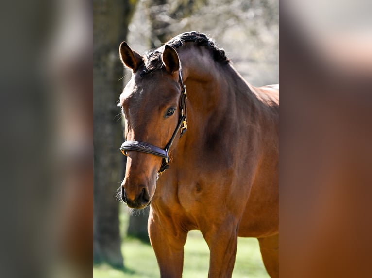 Hanoverian Mare 3 years 16.1 hh Brown in Sankt Vith
