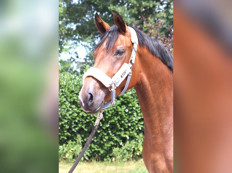 Hanoverian Mare 3 years 16.1 hh Brown in Selsingen
