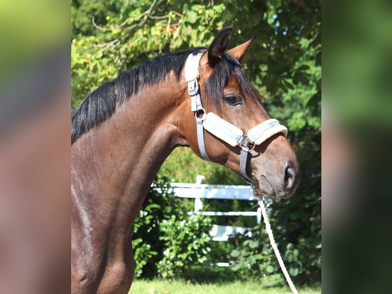 Hanoverian Mare 3 years 16.1 hh Brown in Selsingen