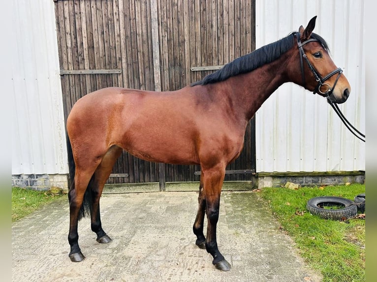 Hanoverian Mare 3 years 16,1 hh Brown in Sottrum