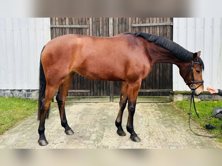 Hanoverian Mare 3 years 16,1 hh Brown in Sottrum